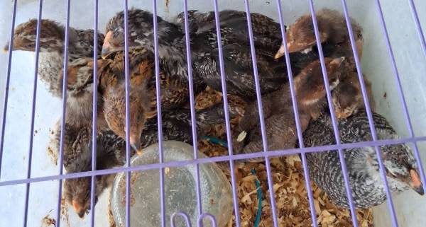 Easter Egger Chicks 1