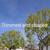 D & A TREE SERVICE FREE ESTIMATES (661)201-4306 22 thumbnail