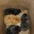 just hatched chicks 1 thumbnail