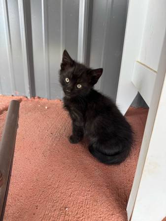 Little Kitten 1