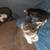 Kittens for free 5 thumbnail