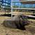 Pot Belly Pig 3 thumbnail