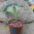 Rare mermaid tails (succulent) CUTTINGS & ROOTINGS 7 thumbnail