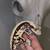 Reptiles 4 thumbnail