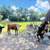 Mini jack THE kindest mini donkey you will ever meet 6 thumbnail