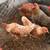 Chickens 4 thumbnail