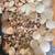 Large Seashell Collection, Sand Dollars, Starfish & Colorful Sea Glass – Coast 1 thumbnail