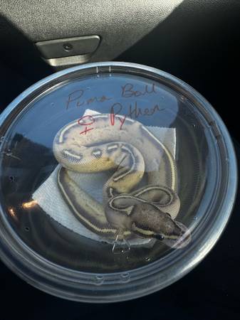 Ball python63700641514369120