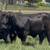 Brangus & Brangus Cross Replacement Heifers 18 thumbnail