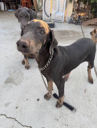 dobermans (Cabazon)63658067290241121