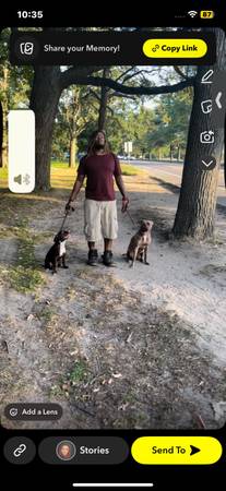 Dog trainer. Protection and Obedience. (New Britain)63873145602051120
