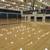 Unfinished and Prefinished Hard Maple Flooring for sale 8 thumbnail