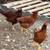 16 week old pullets 2 thumbnail