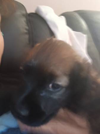 rehoming pups 1