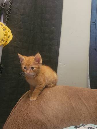 Orange tabby 1