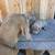 Dogs 4 thumbnail
