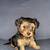 Need homes...350 full blooded yorkie 2 thumbnail