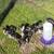 French Black Copper Marans chicks chick 8 thumbnail