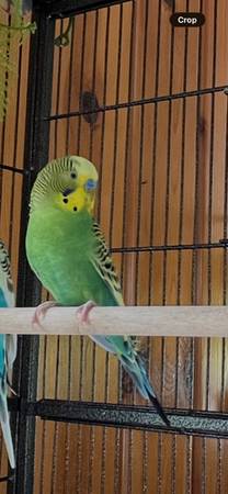 Periquito macho bebé, 6 meses (Seattle Oeste)