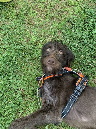Labradoodle marrón (Selma)63980446243330121