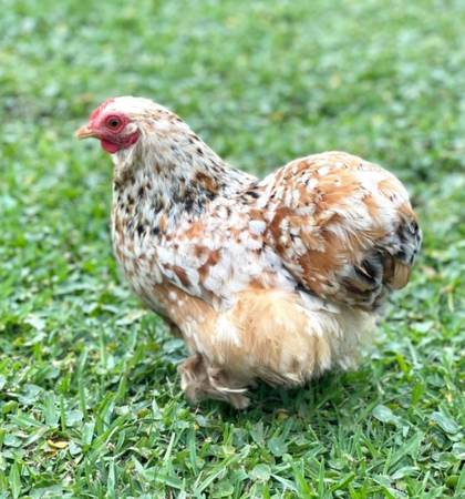 Bantam cochin  chicks 1