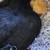 Pullet 3 thumbnail