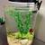 aquarium/fish tank with beta fish 3 thumbnail