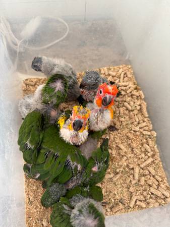 Loros bebés y lories (Jamul ca)63894602575875120