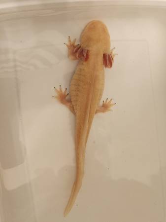 Male & Female Axolotl (Kennewick)63866763830913121
