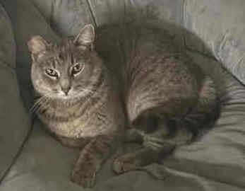 Saturday & Sunday Darling cats & kittens for adoption (1505 Montana Ave Santa Monica)63148939575683123
