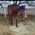 Thoroughbred Mare 3 thumbnail