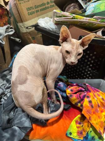 Female Sphynx 1