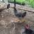 3 Sapphire Gem Roosters 2 thumbnail