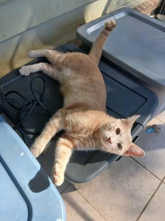 Fostered Male Kitten: Available for adoption to Loving family (Snellville)63922482337667123