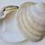 NATURAL Extra Large 5" Qhahogs Clam Sea Shell PAIR   Salt Cellars Art 7 thumbnail