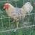 Gamefowl 3 thumbnail