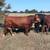 Polled Beefmaster Bulls 5 thumbnail