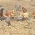 Beautiful Laying Hens 1 thumbnail
