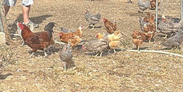 Beautiful Laying Hens 1