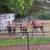 ROUND PENS*SAVE ON PANELS AND GATES HAY FEEDERS*FACTORY DIRECT 12 thumbnail