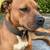 Beautiful female Boxer/bully mix 1 thumbnail