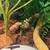 Rehoming ball python 1 thumbnail