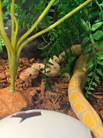 Rehoming ball python 1