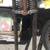 ===>  Vintage Motorcycle "Springer" Front Suspension Fork 2 thumbnail