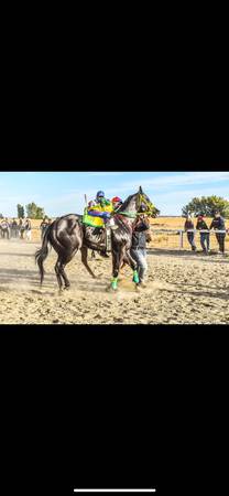 Quarter horse63853558946945121