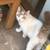 PLEASE HELP ME FIND MY CAT 1 thumbnail