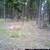 19 ac Land Property For Sale Borders Public Land, Private Road 13 thumbnail