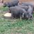 MEISHAN Piglets 4 thumbnail