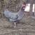 Hens and a rooster 4 thumbnail
