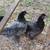 Three blue olive egger pullet hens. 3+months old. 2 thumbnail